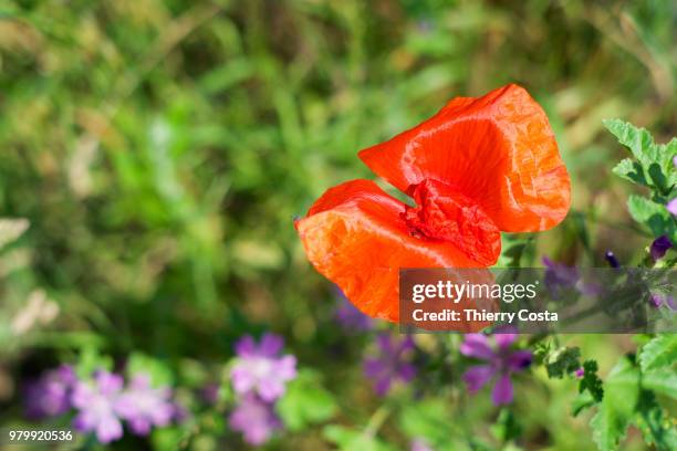 coquelicot - coquelicot stock-fotos und bilder