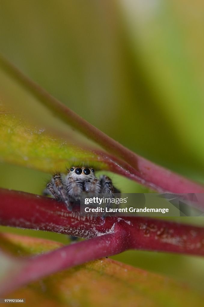 Spider girl