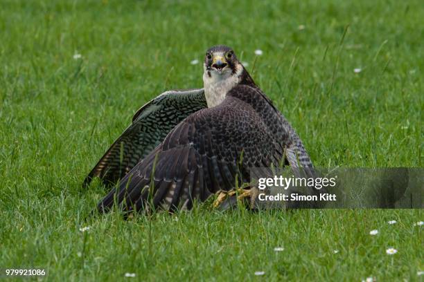 peregrine falcon (falco peregrinus) standing in grass, aberdeenshire, scotland, uk - peregrine falcon foto e immagini stock