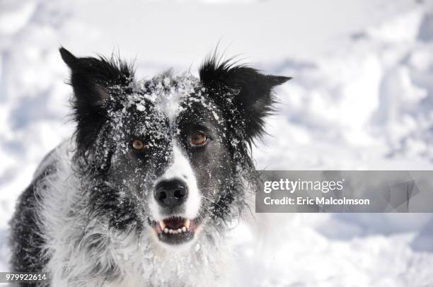 border collie in snow - snow border stock pictures, royalty-free photos & images