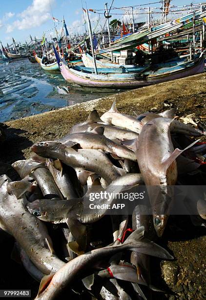 Dead sharks caught by fishermen, are seen at the port of Banyuwangi, East Java on March 24, 2010. Many local fishermen hunt for sharks for local...