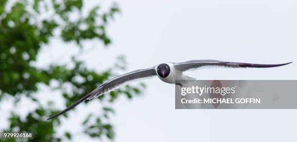 flying seagull - goffin bildbanksfoton och bilder