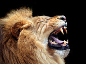 Big lion showing who is the king (focus on teeth)
