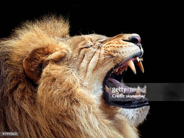 grande leão mostrando que é a cama king-size (foco nos dentes - roaring - fotografias e filmes do acervo