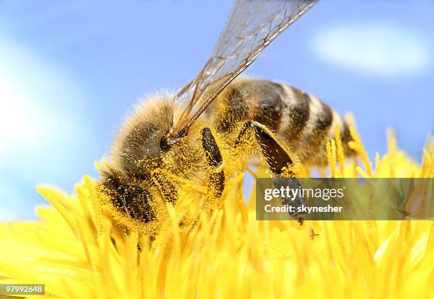 bee collecting honey - honey bee stock pictures, royalty-free photos & images