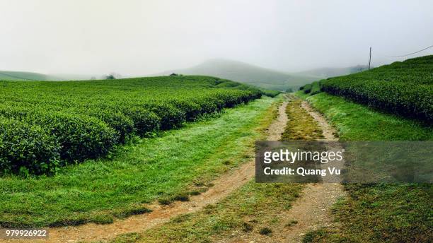 dirt road among tea fields, moc chau, son la, vietnam - son la province stock pictures, royalty-free photos & images