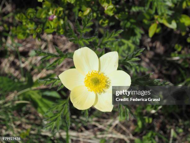 pulsatilla alpina delarbre subsp. apiifolia - pulsatilla alpina stock pictures, royalty-free photos & images
