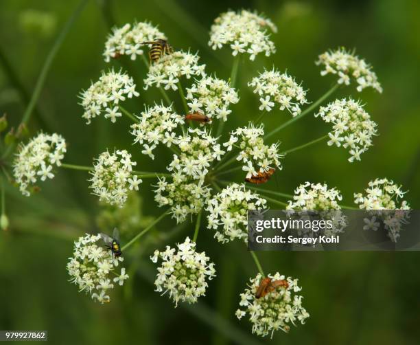 conium maculatum (conium chaerophylloides) - poison hemlock stock pictures, royalty-free photos & images