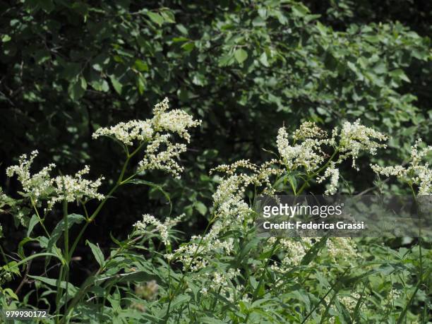 aconogonum alpinum (alpine knotweed) - knöterich stock-fotos und bilder