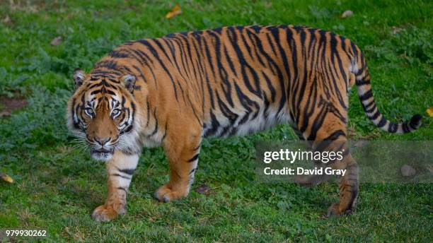 sumatran tiger (panthera tigris sumatrae), canberra, australia - sumatran tiger stock pictures, royalty-free photos & images