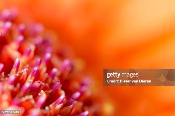 gerbera - dieren stock pictures, royalty-free photos & images