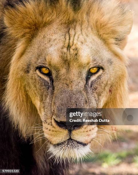 2,498 Gulf Of Lions Stock Photos, High-Res Pictures, and Images - Getty ...