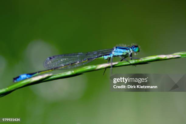 blaue libelle - libelle stock pictures, royalty-free photos & images