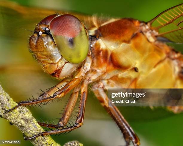 big smile! - big smile stockfoto's en -beelden