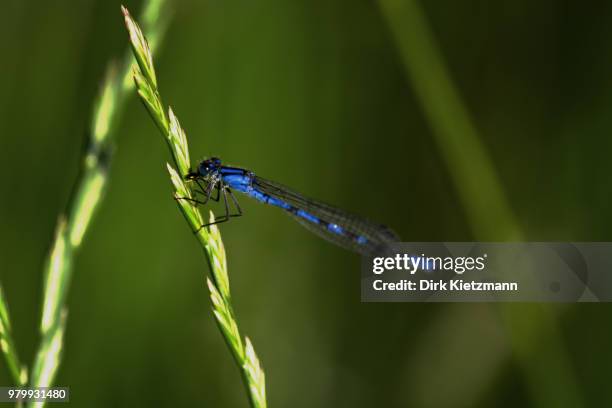 blaue libelle - libelle stock pictures, royalty-free photos & images