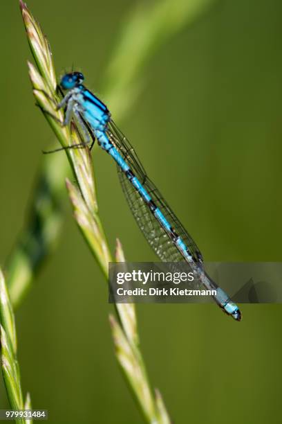 blaue libelle - libelle stock pictures, royalty-free photos & images