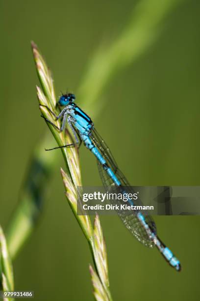 blaue libelle - libelle stock pictures, royalty-free photos & images