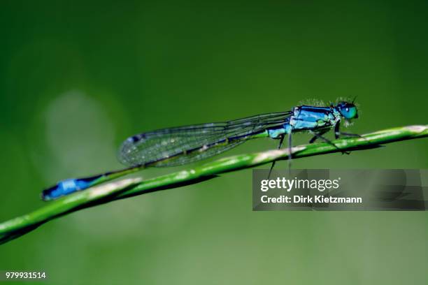 blaue libelle - libelle stock pictures, royalty-free photos & images