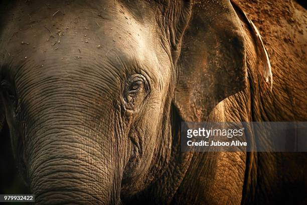 a bull elephant in thailand. - asian elephant stock pictures, royalty-free photos & images