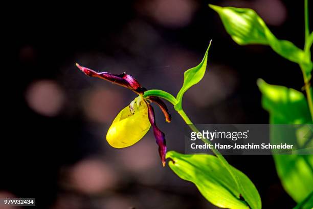 cypripedium calceolus, slipper orchid wild flower of germany - calceolus stock-fotos und bilder