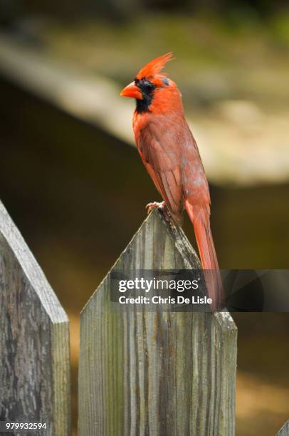 Cardinal Sitting 1,472 Sitting Cardinal Stock Photos, High-Res Pictures, and Images ...