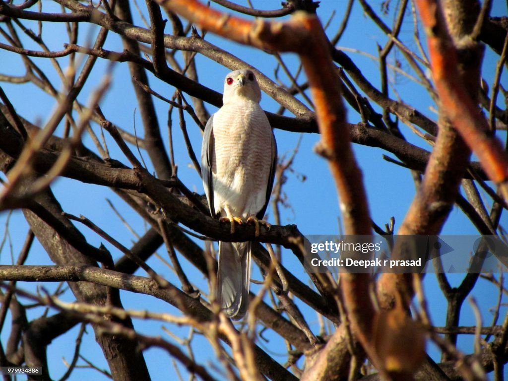Shikra / Sparrowhawk