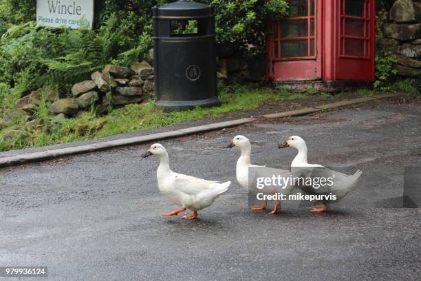 206 Goose Step Stock Photos, High-Res Pictures, and Images - Getty Images