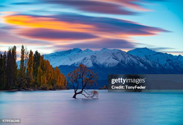 wanaka boom in de herfst - wanaka stockfoto's en -beelden