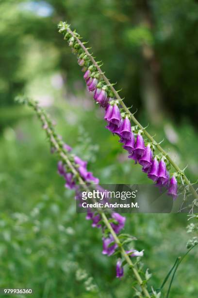 blooming foxglove (digitalis purpurea), niedersachsen, germany - digitalis purpurea stock-fotos und bilder