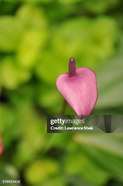 flamingo-lily - flamingo lily stock pictures, royalty-free photos & images