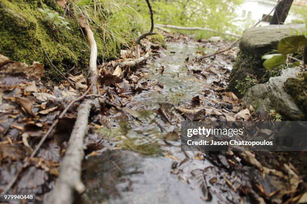 fallen leaves in river, volos, tesalia, greece - volos stock-fotos und bilder