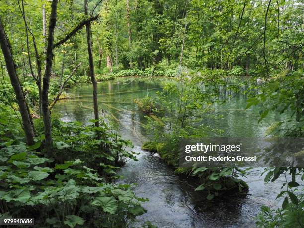 butterbur (petasites hybridus) and travertine pools - petasites stock pictures, royalty-free photos & images