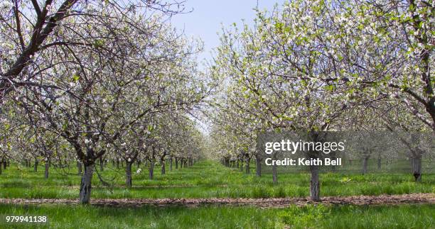 door county cherry blossoms orchard - door bell stock-fotos und bilder