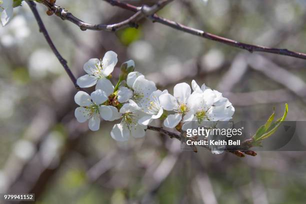 door county cherry blossom close up - door bell stock-fotos und bilder