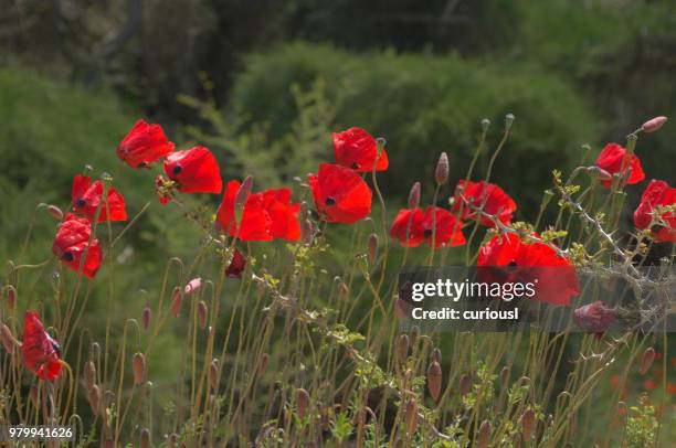 Halom 16 Ad Halom Stock Photos, High-Res Pictures, and Images - Getty Images