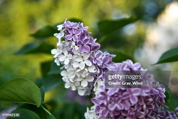 Bicolored 3,693 Bicolored Stock Photos, High-Res Pictures, and Images - Getty Images