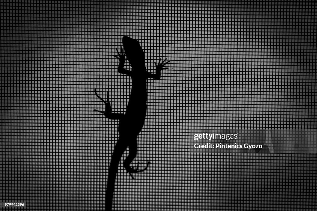 In the shadow