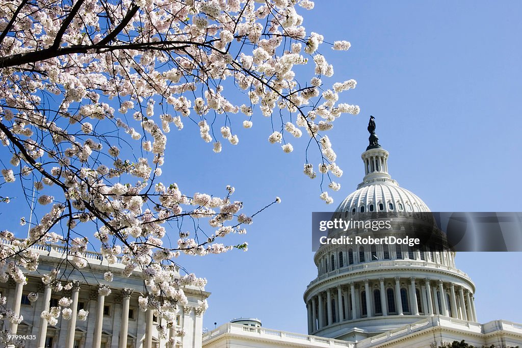 Capitol Dome and Cherry Blossoms