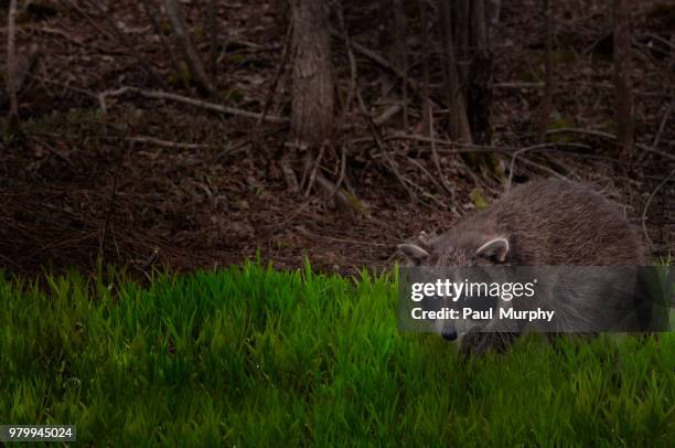 little bandit - bandit raccoon stockfoto's en -beelden