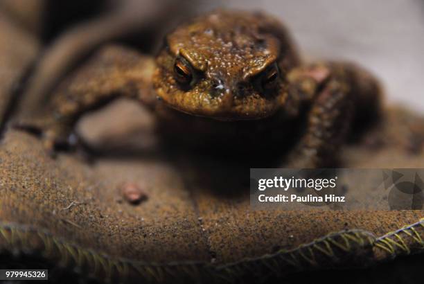 Toady Example 255 Toady Stock Photos, High-Res Pictures, and Images - Getty Images