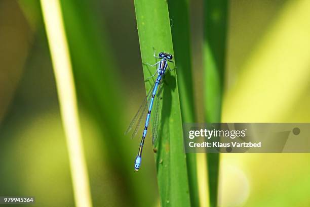 libelle - dragonfly - libelle stock pictures, royalty-free photos & images