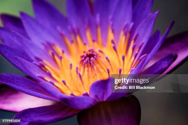 Water Lily 1 High-Res Stock Photo