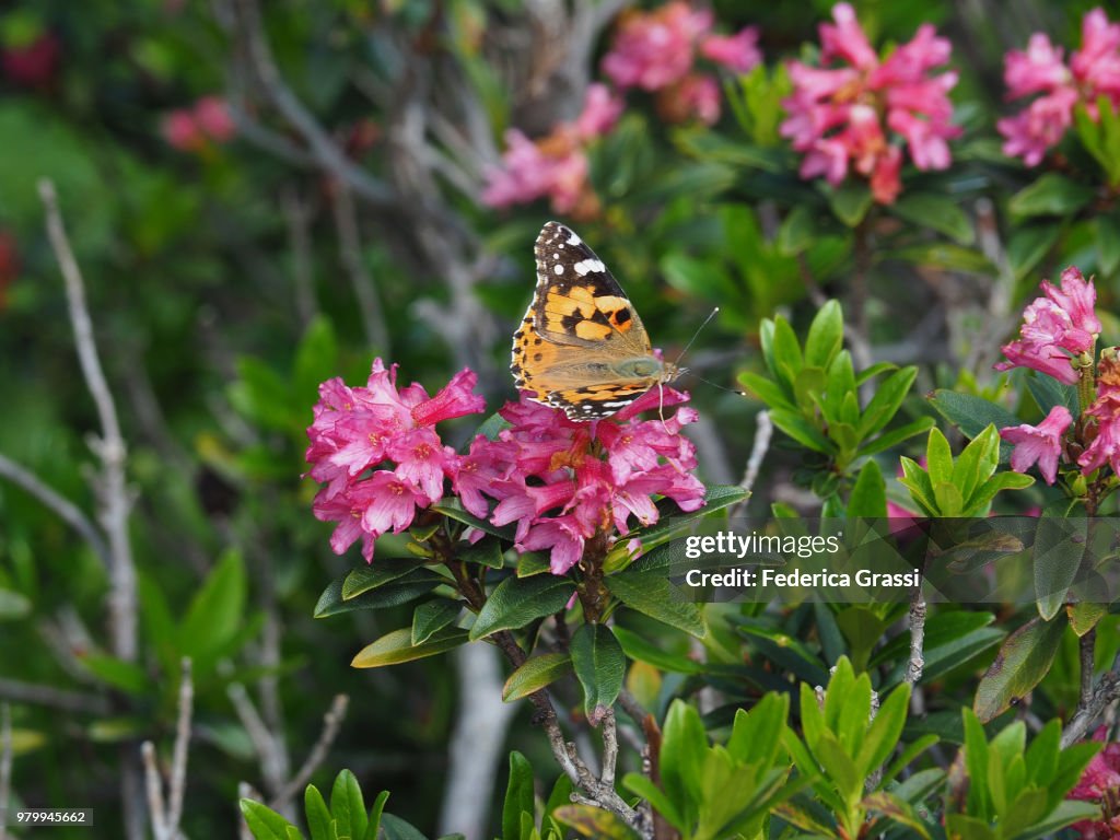 Small Pearl-Bordered Fritillary (Clossiana Selene)