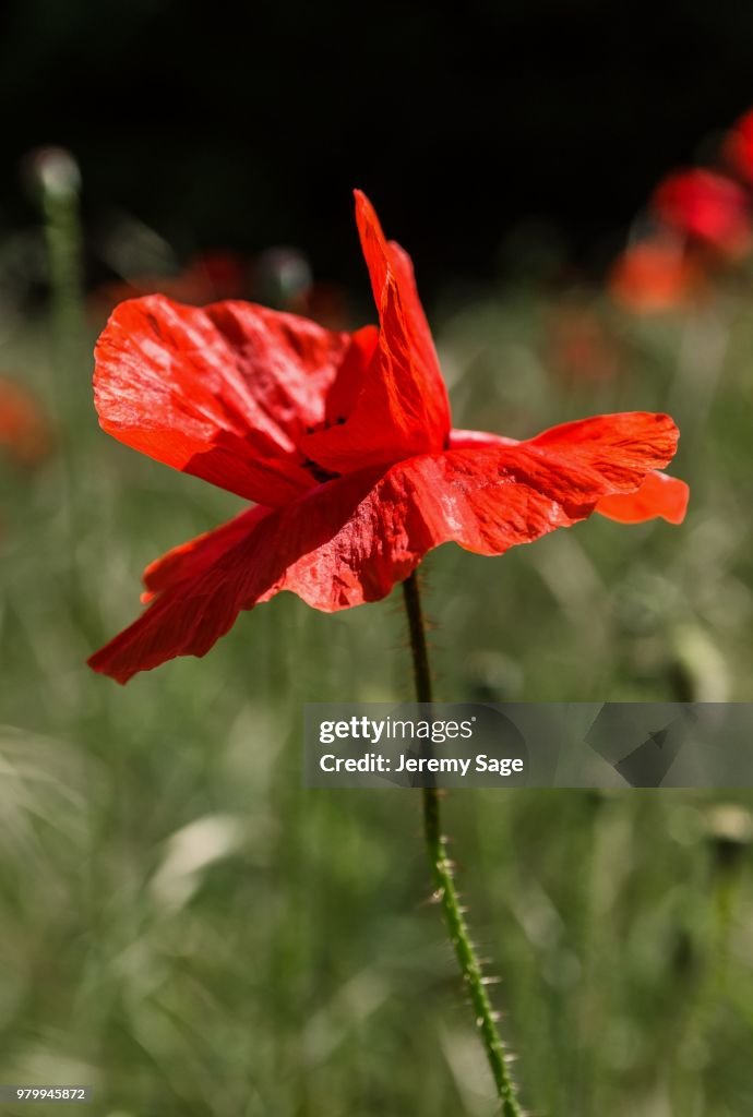 Poppy
