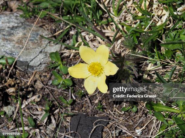 pulsatilla alpina delarbre subsp. apiifolia - pulsatilla alpina stock pictures, royalty-free photos & images