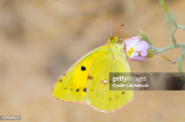 clouded yellow (colias croceus) butterfly perching on flower, silves, algarve, portugal - silves portugal stock pictures, royalty-free photos & images