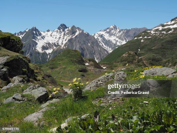 pulsatilla alpina flowering in formazza valley - pulsatilla alpina stock pictures, royalty-free photos & images