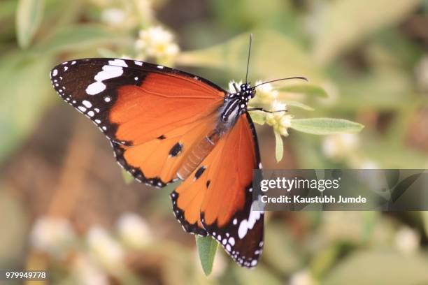 close-up of monarch butterfly, nagpur, india - butterfly maharashtra stock pictures, royalty-free photos & images