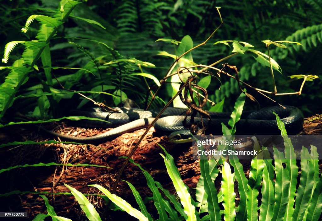 Southern Black Racer