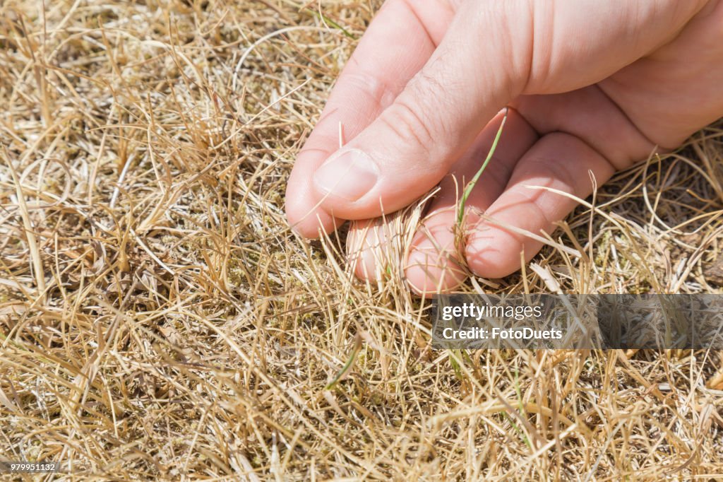 Man's hand showing the dried grass without rain for a long time. Closeup. Hot summer season with high temperature. Low humidity level. Environmental problem. Global warming.